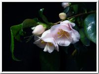Rosiflora Cascade