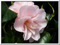 Peach Blossom (jap)