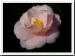 Peach Blossom (jap)